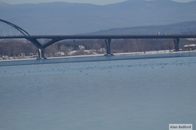 Ducks Champlain Bridge