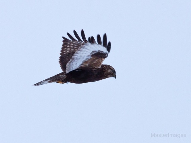 Rough-legged Hawk - Larry