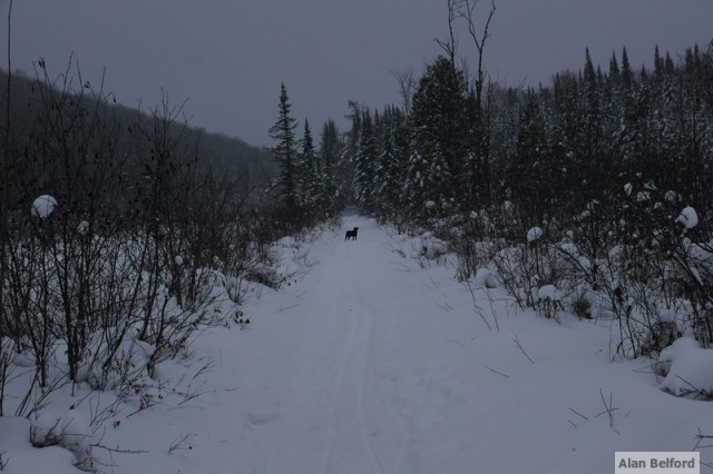Wren - waiting bog trail Wren - waiting bog trail