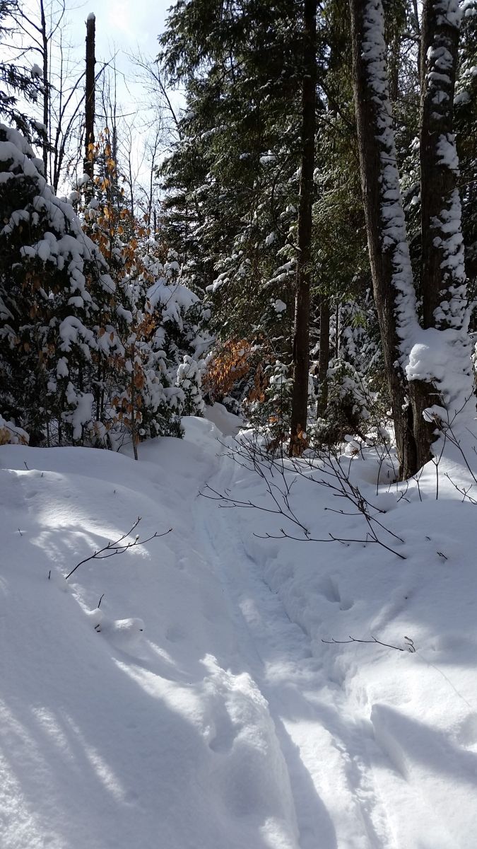 Deer Pond Trail for the advanced skiers!