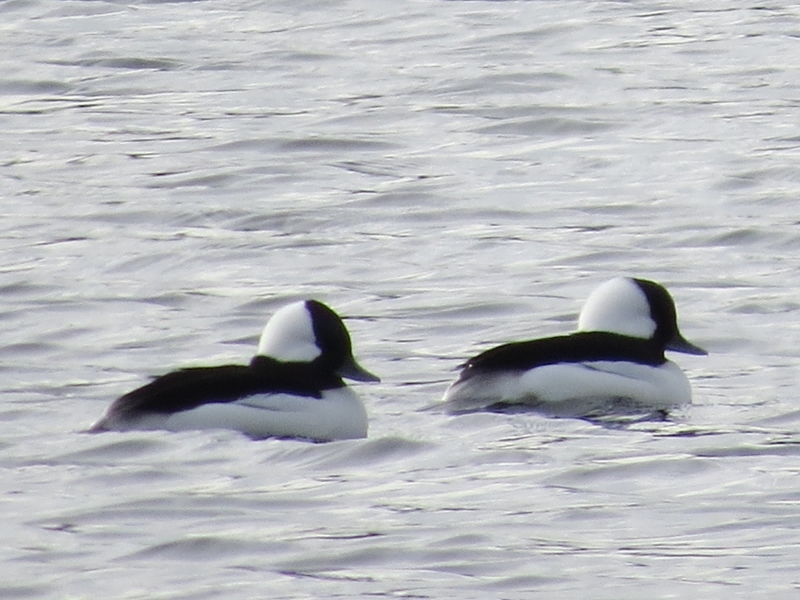 Two male Bufflehead Photo by Joan Collins