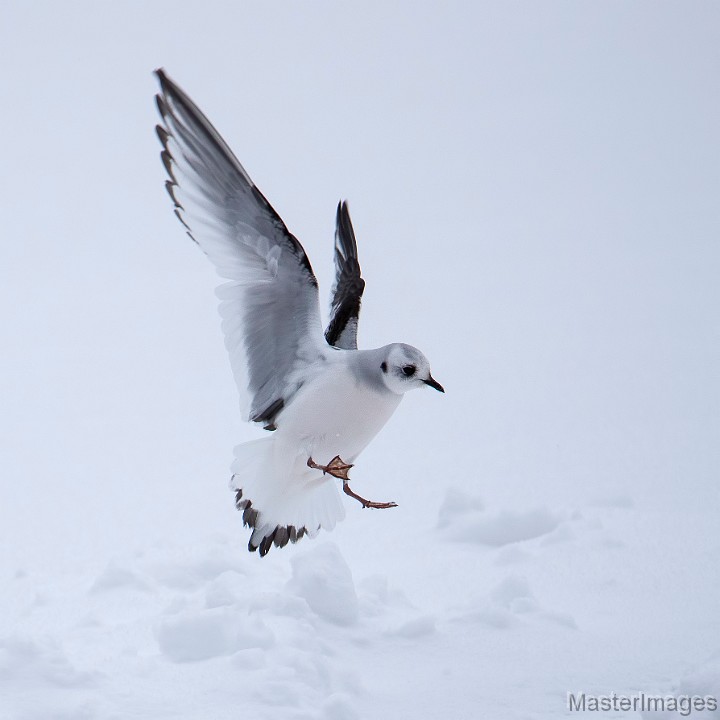 Ross's Gull photo by Larry Master