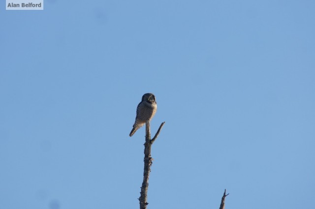 n. Hawk owl