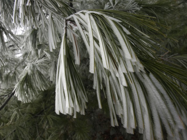 Rime ice