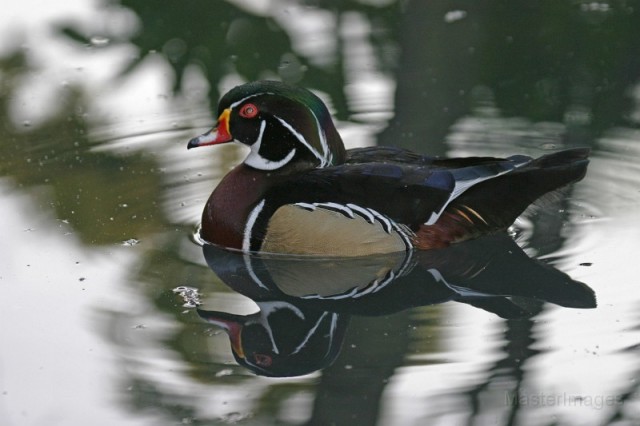 wood duck - Larry