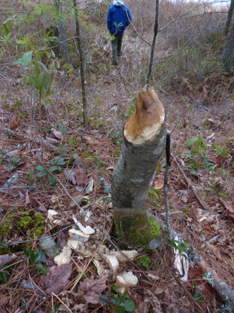 Check it out. The beaver must have done that in the last 24 hours!