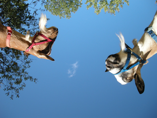 when camping with goats, this is the first thing you see when you wake up when camping with goats, this is the first thing you see when you wake up