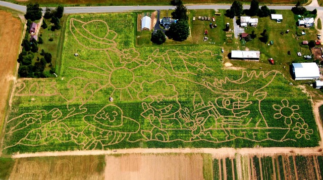 This aerial view of the 2013 maze gives a good idea of its size and intricacy. This aerial view of the 2013 maze gives a good idea of its size and intricacy.
