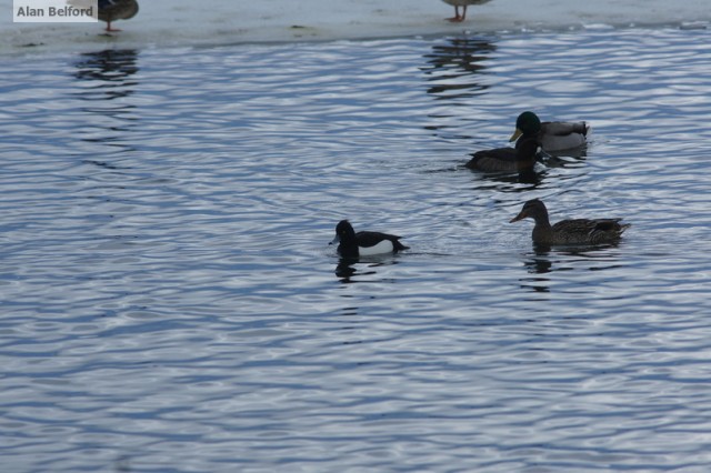 Tufted Duck - Essex Ferry
