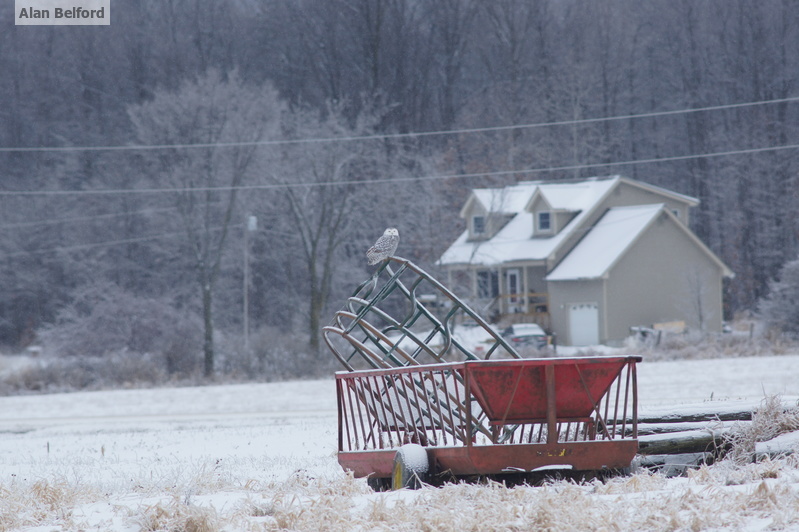 A Snowy Owl in a field in Vermont was one of the highlights of the day.