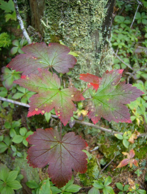 Autumn