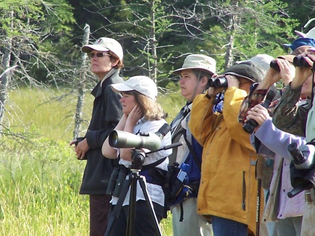 The Boreal Birders