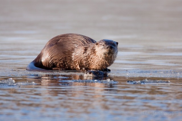 Larry - otters Larry - otters