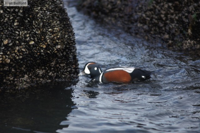 Harlequin Duck
