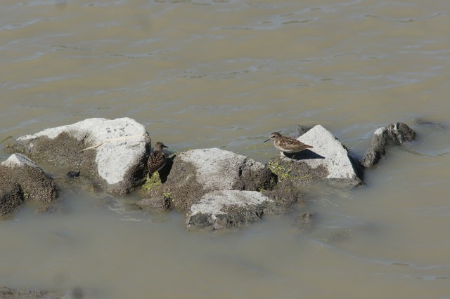 least sandpipers - Dead Creek WMA
