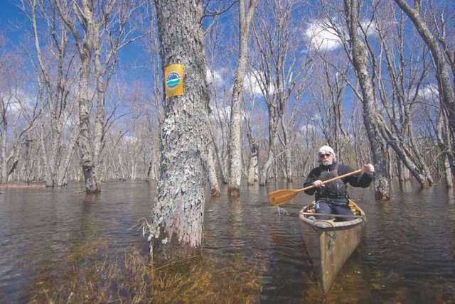 Gary "Griz" Caudle paddling between swamped trees in the Raquette River at high spring water level (note Forest Preserve Wild Forest sign on tree), Franklin Co., Adirondack Park & Forest. (Photo by Mark Bowie, timesunion.com)