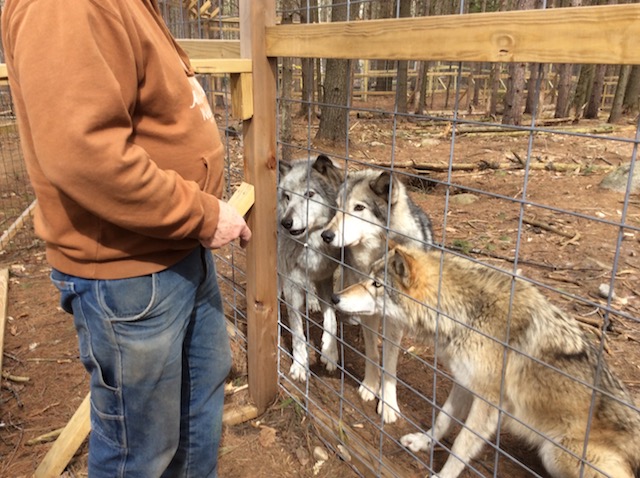 I've had my three dogs lining up just like this for "biscuit time."