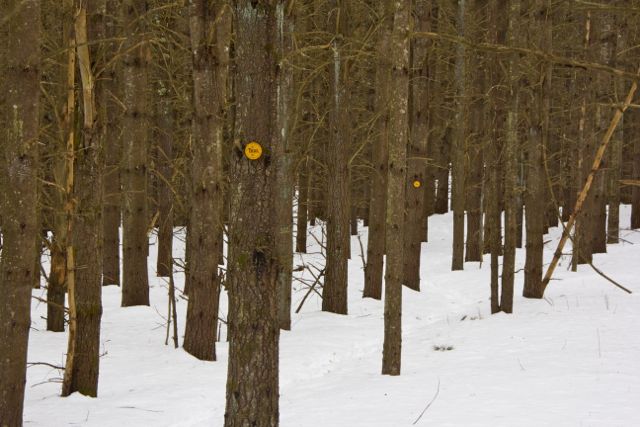Trailmarkers on the tall pines