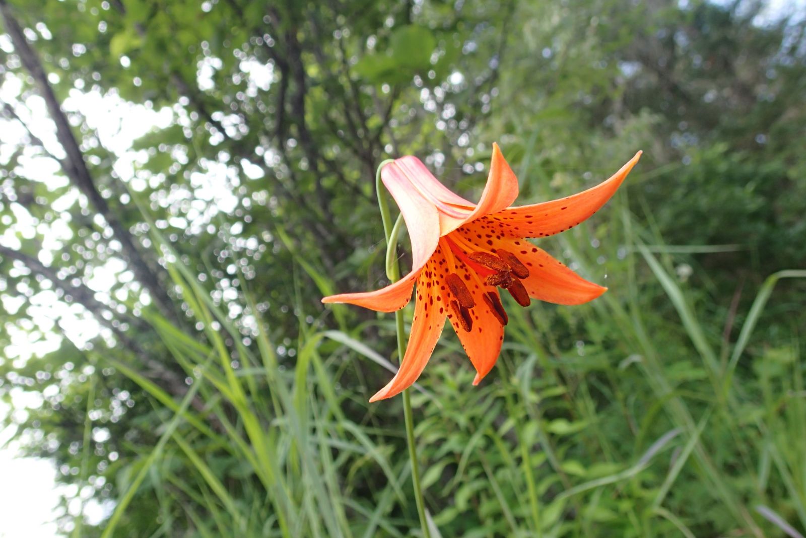 The Spotted Touch-me-Not, also loved by the Ruby-throated hummingbird.