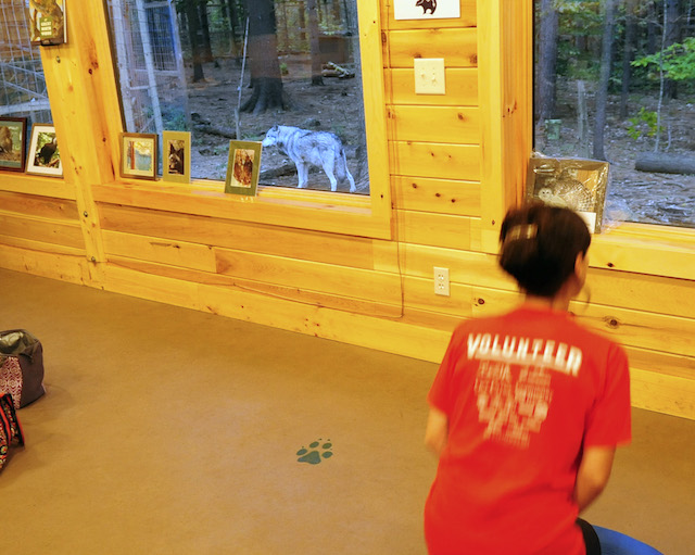 See the wolves during the session as they make the window wall part of their boundary circuit.