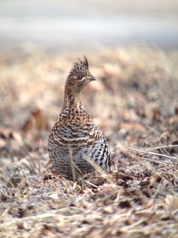 Ruffed Grouse
