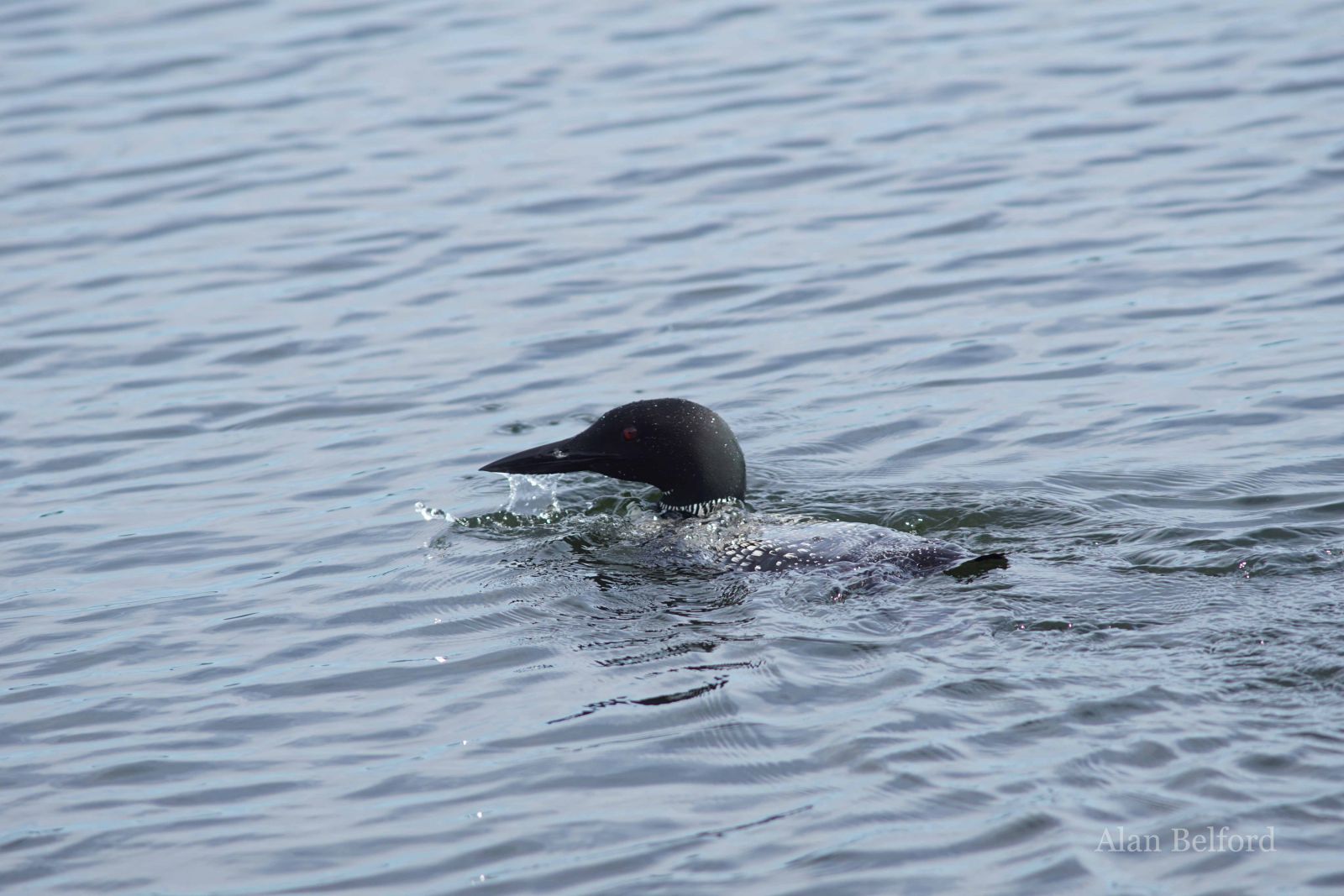 The calls of a Common Loon in the middle of the pond echoed across the landscape. The calls of a Common Loon in the middle of the pond echoed across the landscape.