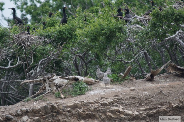 Gull Chicks