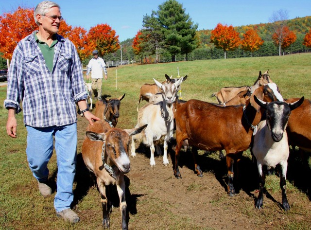 Goats are known for their social nature; here they all put on their best faces for the camera.