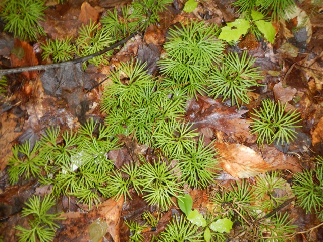 Ground Cedar