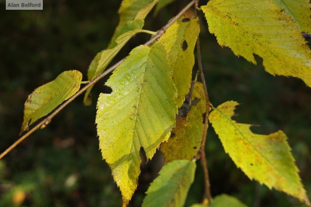 Yellow Birch Yellow Birch