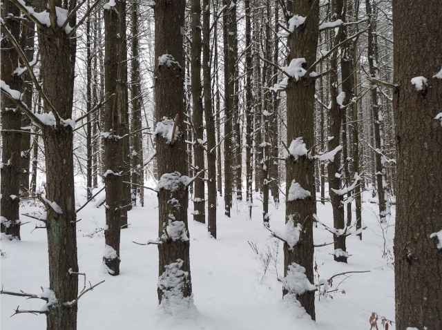 The ski trails here deem for some amazing views.