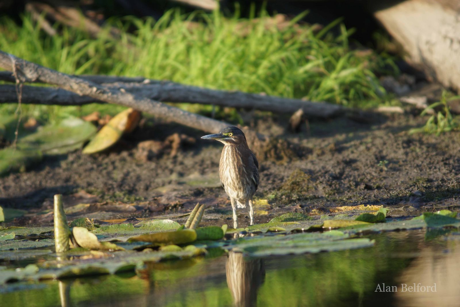 While green herons often sit on hidden perches in the shadows, this one sat out in the open as it looked for food.
