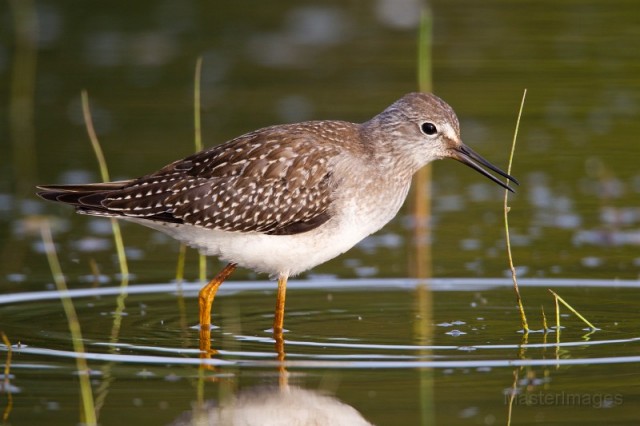 Lesser Yellowlegs - larry