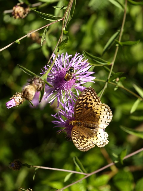 Wildflowers