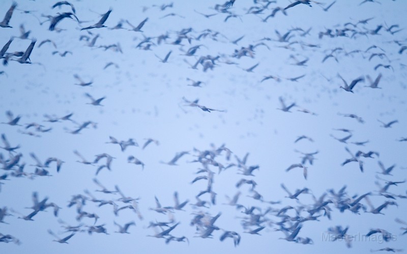 Migrating Sandhill Cranes by Larry Master