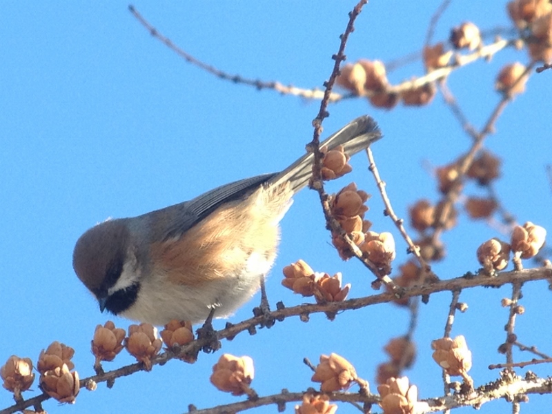 Boreal Chickadee