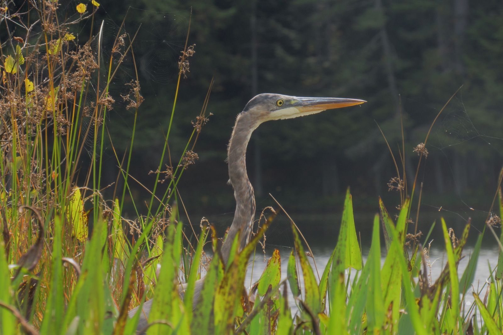 This Blue Heron thought he was hiding!
