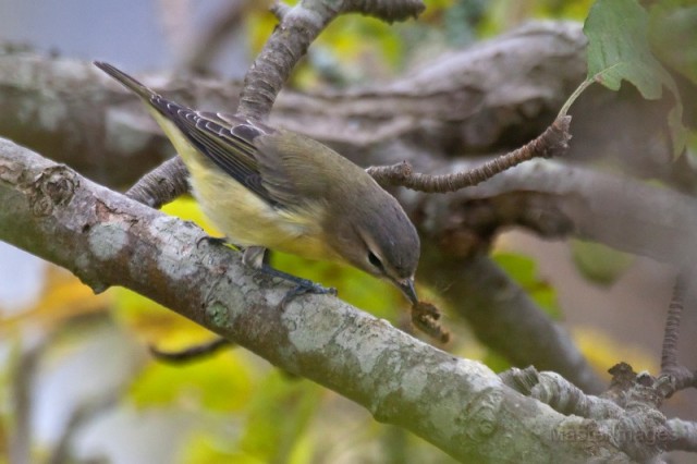 Philadelphia Vireo - Larry Philadelphia Vireo - Larry