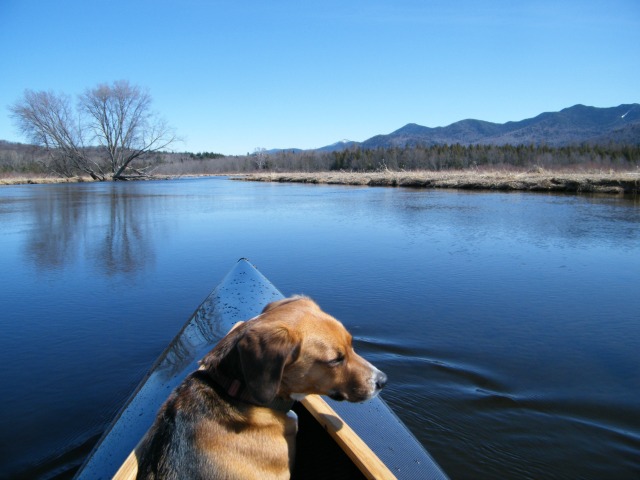 A dog sitting at the front of a canoe on the Saranac River.