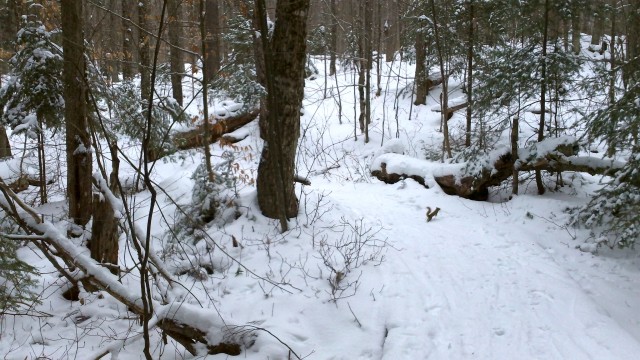 squirrel on snowy trail squirrel on snowy trail