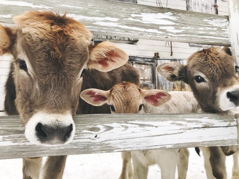Sugar Hill Creamery gets to look at these big baby browns every spring, and so can their guests.