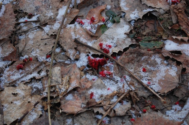 Sumac seeds on Wildway Overlook