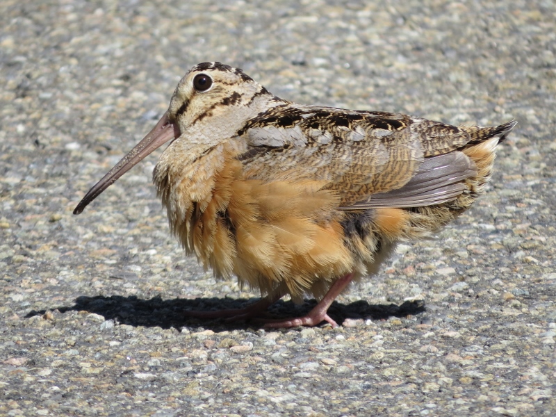 American Woodcock Photo by Joan Collins