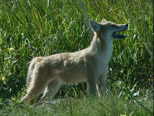 Coyote - Larry Coyote - Larry