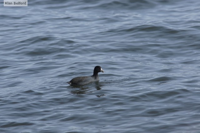 Coot