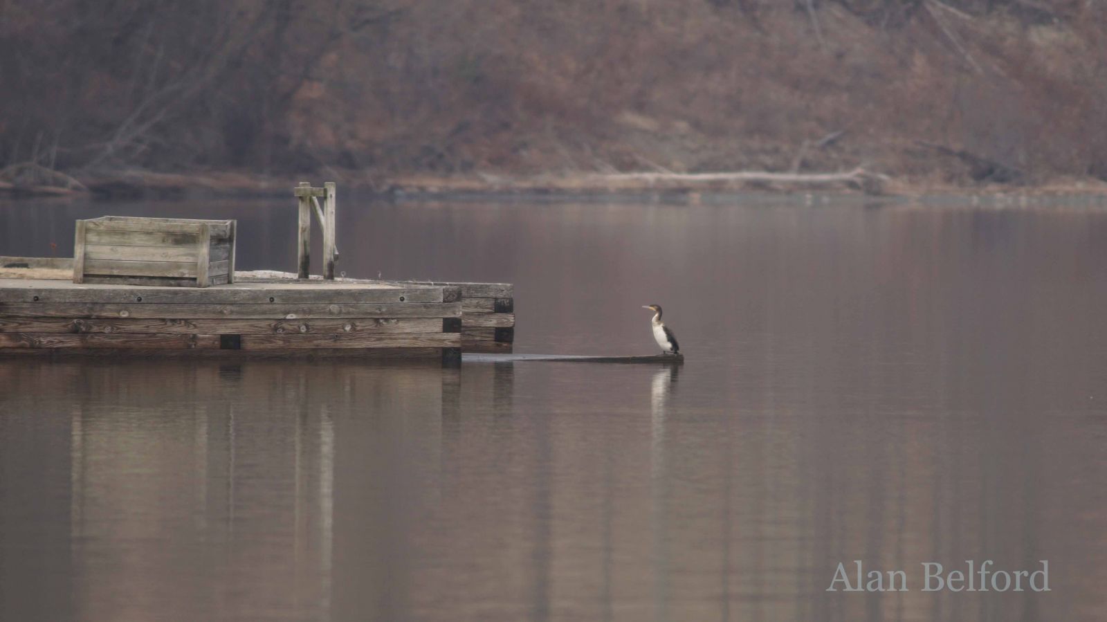 The Great Cormorant hanging out in Westport has added excitement for many birders..