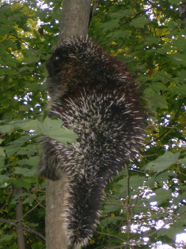 As seen along the trail