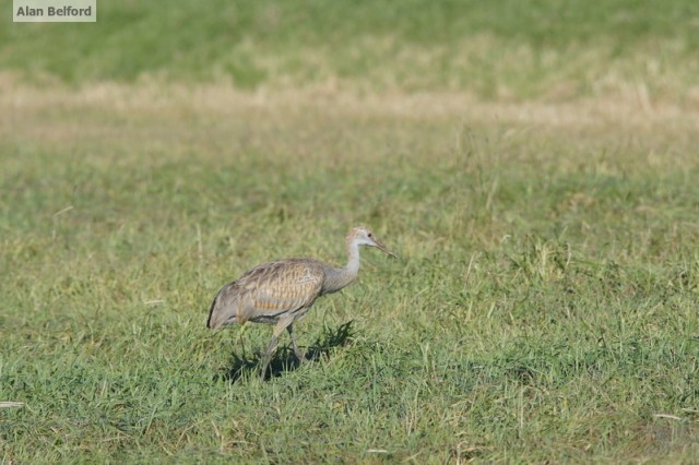 sandhill crane - plattsburgh