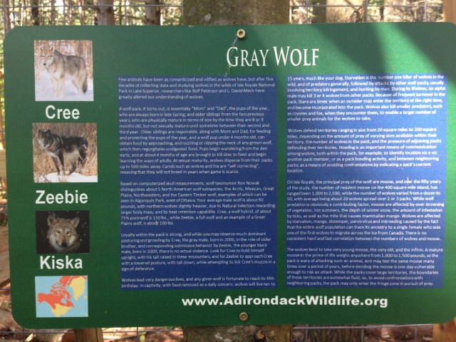 Meet the wolves