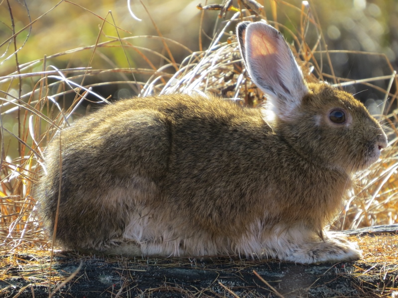 Snowshoe Hare at Massawepie Mire